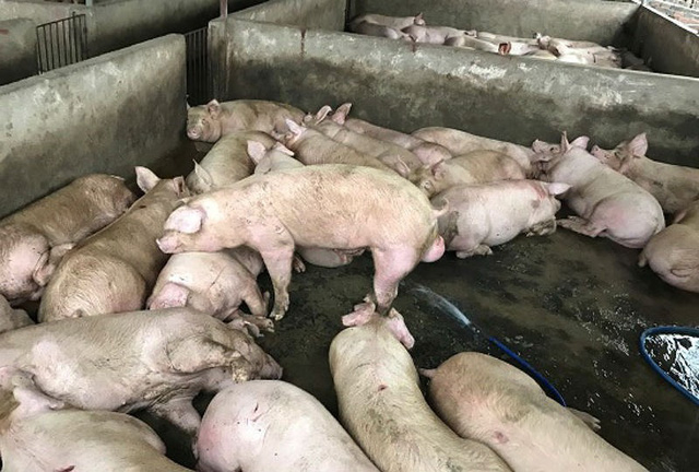 H&agrave;ng trăm con heo được bơm căng nước trước khi đưa đi ti&ecirc;u thụ. Ảnh: CAĐN