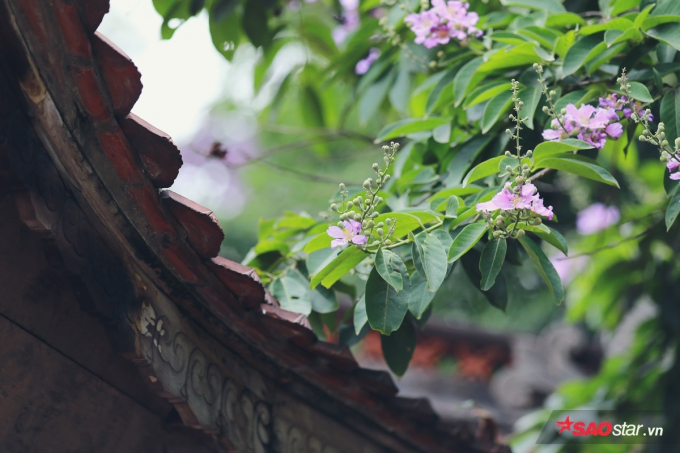 Sắc hoa mang n&eacute;t ho&agrave;i cổ khi phủ l&ecirc;n những căn biệt thự cổ, nh&agrave; m&aacute;i ng&oacute;i hoặc n&oacute;c đ&igrave;nh ch&ugrave;a&hellip;