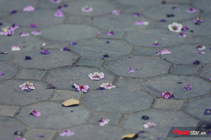 Hoa bằng lăng cũng rất ch&oacute;ng t&agrave;n, chỉ cần trận mưa r&agrave;o hay cơn gi&aacute;o mạnh l&agrave; c&aacute;nh hoa rơi đầy gốc c&acirc;y.