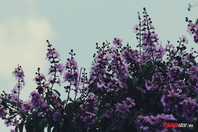 Giữa th&aacute;ng 5 l&agrave; khoảng thời gian hoa nở rộ, l&aacute; bay biến đi đ&acirc;u chỉ nh&igrave;n thấy to&agrave;n hoa.