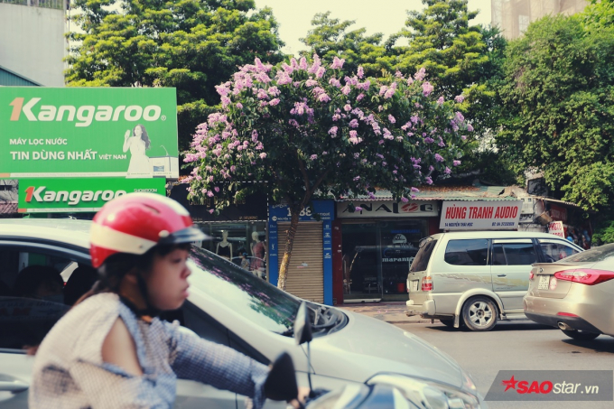 Hoa bằng lăng trong m&agrave;u t&iacute;m giản dị g&oacute;p phần l&agrave;m n&ecirc;n một phong c&aacute;ch tao nh&atilde;, duy&ecirc;n d&aacute;ng của Thủ đ&ocirc;.