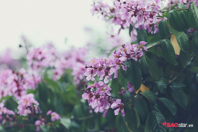 Được biết, mỗi b&ocirc;ng hoa bằng lăng c&oacute; 6 c&aacute;nh, mỗi c&aacute;nh d&agrave;i chừng 2 đến 3,5 cm. Loại hoa n&agrave;y hiện được trồng nhiều ở Đ&ocirc;ng Nam &Aacute;, Ấn Độ v&agrave; c&aacute;c v&ugrave;ng nhiệt đới kh&aacute;c.