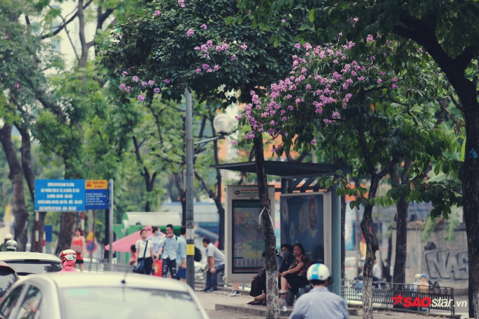 Hoa bằng lăng c&oacute; m&agrave;u t&iacute;m hoặc t&iacute;m nhạt, t&iacute;m hồng v&agrave; thường mọc th&agrave;nh ch&ugrave;m.