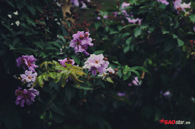 C&acirc;y bằng lăng được trồng tr&ecirc;n rất nhiều tuyến phố của H&agrave; Nội như: Trần Th&aacute;i T&ocirc;ng, Nguyễn Ch&iacute; Thanh, Huỳnh Th&uacute;c Kh&aacute;ng, Trần Duy Hưng, Kim M&atilde;&hellip; B&ecirc;n những con đường nhỏ lặng y&ecirc;n, bằng lăng t&iacute;m khiến con đường vốn đ&atilde; thơ mộng, giờ lại c&agrave;ng trở n&ecirc;n l&atilde;ng mạn hơn.