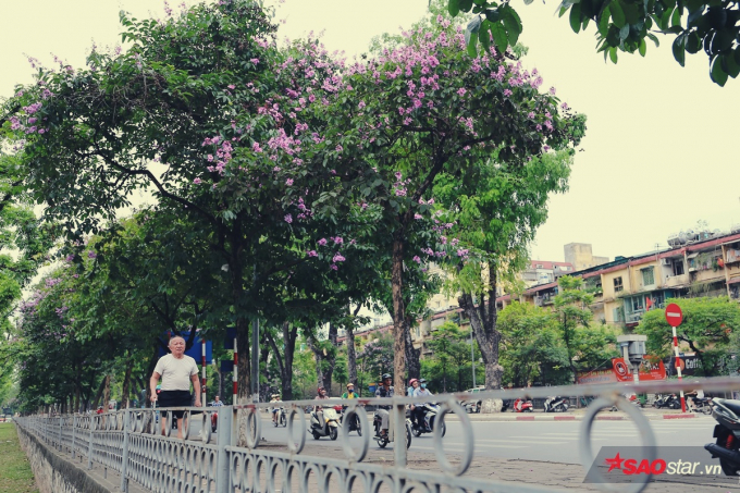 Hoa băng lăng nở rộ tr&ecirc;n phố Kim M&atilde;.