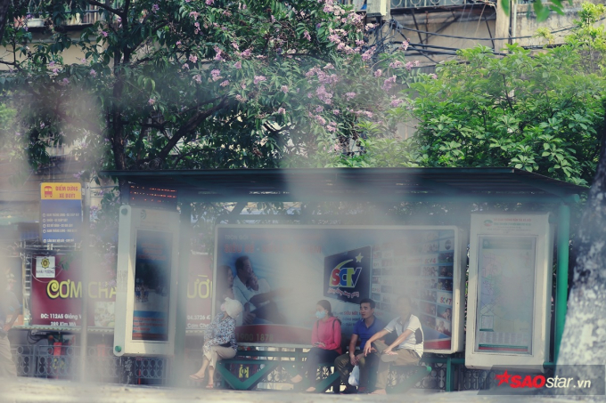 Giữa c&aacute;i nắng v&agrave;ng ươm, những b&ocirc;ng hoa bằng lăng nở th&agrave;nh từng ch&ugrave;m t&iacute;m rực rỡ. Sắc t&iacute;m tượng trưng cho sự chung thủy, ng&acirc;y thơ v&agrave; nhiều người xem bằng lăng l&agrave; lo&agrave;i hoa của mối t&igrave;nh học tr&ograve;.