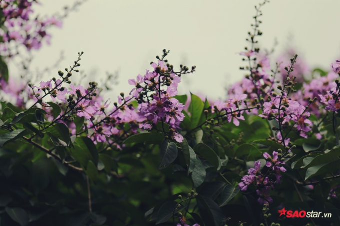 Những ch&ugrave;m hoa hướng thẳng về ph&iacute;a mặt trời.