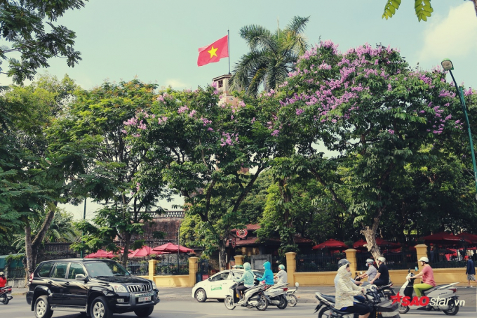 Tuyến đường Điện Bi&ecirc;n Phủ lộng lẫy hơn nhờ hoa bằng lăng khoe sắc.