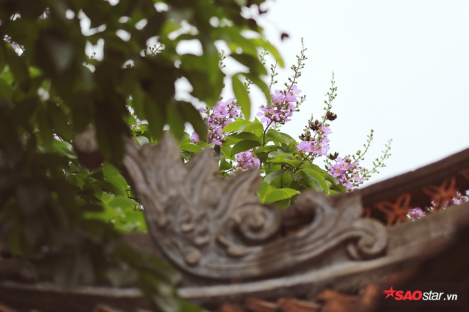 Hoa nở tr&ecirc;n m&aacute;i nh&agrave; ở Văn Miếu Quốc Tử Gi&aacute;m.