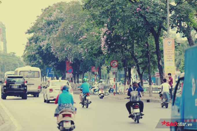 Kh&ocirc;ng r&otilde; hoa bằng lăng xuất hiện tại H&agrave; Nội từ khi n&agrave;o, chỉ biết ch&uacute;ng bắt đầu quen thuộc với người d&acirc;n thủ đ&ocirc; trong khoảng v&agrave;i chục năm gần đ&acirc;y, c&ugrave;ng với nhịp ph&aacute;t triển nhanh của th&agrave;nh phố.