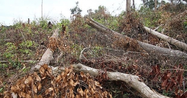 Kiểm điểm, xử lý nghiêm tổ chức, cá nhân để xảy ra phá rừng