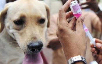 Vắc xin dại: Vì sao không thể chờ đợi?