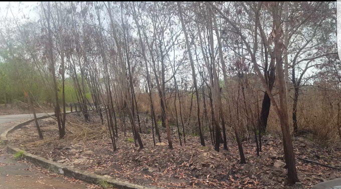 Một g&oacute;c khu rừng bị ch&aacute;y nhưng được dập tắt n&ecirc;n kh&ocirc;ng bị thi&ecirc;u rụi ho&agrave;n to&agrave;n