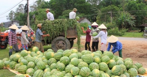 Không thể "giải cứu nông sản" mãi được