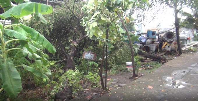 Nhiều c&acirc;y xanh bị bật gốc