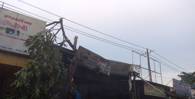 Nhiều c&acirc;y do gi&oacute; mạnh đ&atilde; bị t&eacute;t nh&aacute;nh