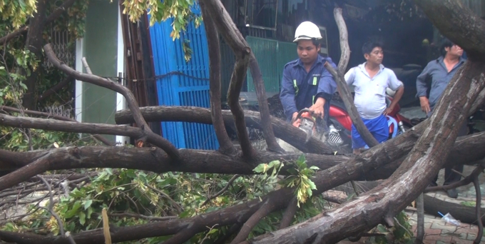 Nh&acirc;n vi&ecirc;n c&ocirc;ng ty c&acirc;y xanh c&oacute; mặt để xử l&yacute;