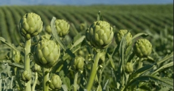 Đà Lạt: Ra mắt “đặc sản” mới đầy hứa hẹn tại “Đêm Atiso Đà Lạt”