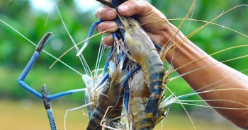 "Vua tôm" Việt: Nuôi tôm chỉ 2-3 tháng đã có lời gấp đôi