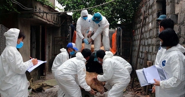 Bắc Ninh: Để xảy ra dịch tả lợn Châu Phi, 3 chủ tịch huyện bị thanh tra trách nhiệm