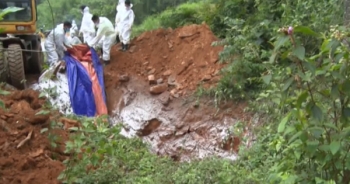 Cao Bằng: Dịch tả lợn châu Phi có biểu hiện lan rộng, khó kiểm soát