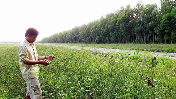 Công ty Sông Tiền lại trồng ớt trên đất được giao trồng rừng.