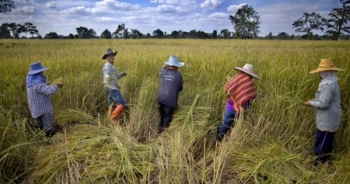 Thái Lan sẽ điều chỉnh diện tích trồng lúa