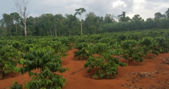 Tại sao chưa xử phạt, thu hồi diện tích đất rừng sai phạm của công ty Hiệp Lợi?