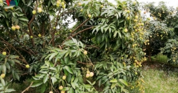 Lục Ngạn chuẩn bị vào vụ vải thiều sớm