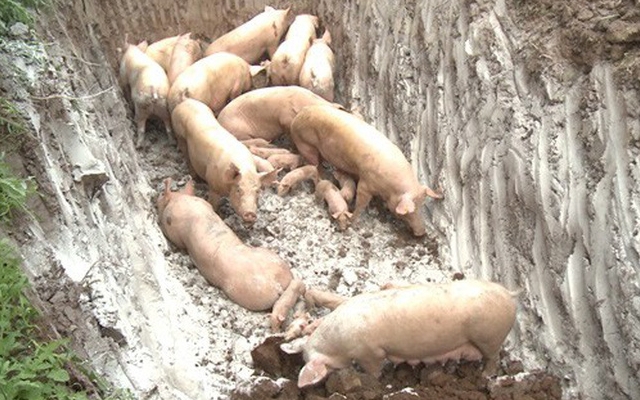 Đắk Nông: Phát hiện xe tải chở hơn 20 con lợn nhiễm virus dịch tả lợn Châu Phi
