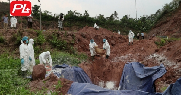 Hà Giang đã thực sự siết chặt hoạt động buôn bán, vận chuyển lợn trong thời điểm dịch tả lợn châu Phi?