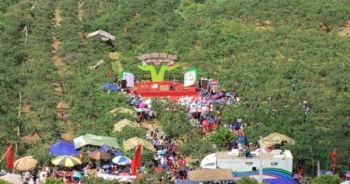 Du khách nườm nượp đổ về thung Nà Ka xem hội hái mận