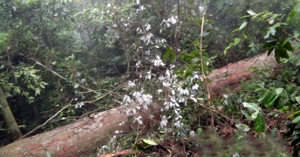 Lào Cai: Đốn hạ gỗ Nghiến trên 100 tuổi, 2 đối tượng bị bắt giữ