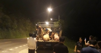 Tuyên Quang: Cán bộ thú y cấp giấy phép kiểm dịch bị đình chỉ công tác