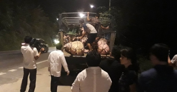 Hà Giang: Khó xử lý trách nhiệm đối với chủ xe chở lợn mang dịch bệnh