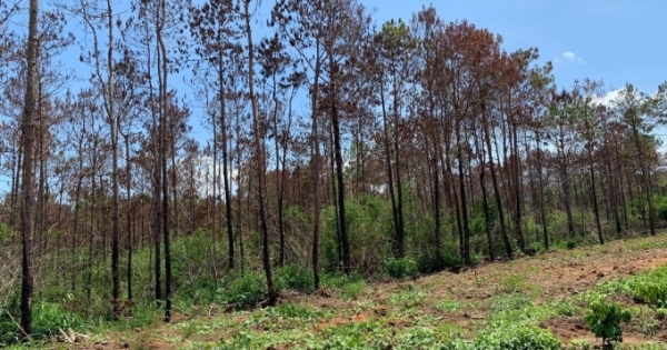 Truy tìm những kẻ đầu độc, phá rừng thông đến "CHẾT"