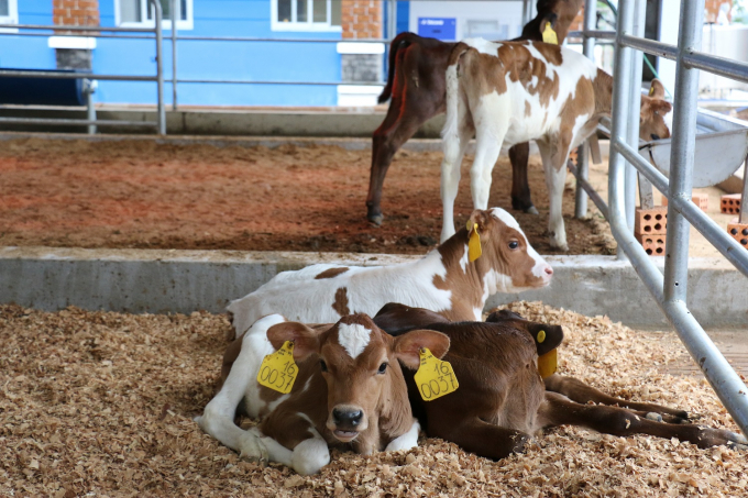 Hệ thống vệ sinh tự động thiết bị cho b&ecirc; uống sữa, gi&uacute;p cho đ&agrave;n b&ecirc; ngo&agrave;i bữa ăn ngon c&ograve;n lu&ocirc;n được đảm bảo vệ sinh, an to&agrave;n, đảm bảo sức khỏe.