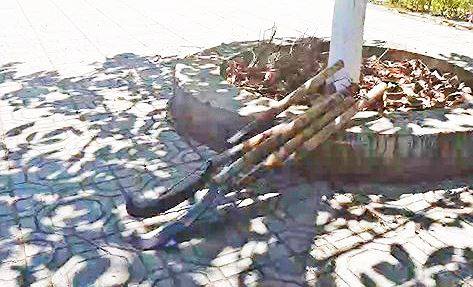 taynguyen_kimanh_3_jujt