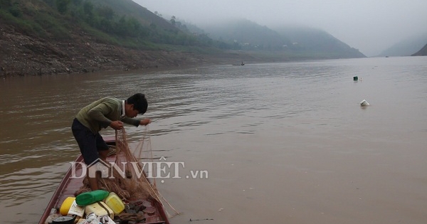 Nín thở theo dấu đàn cá ngon trên sông Đà