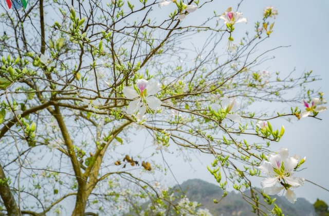 Ngây ngất mùa Ban nở ở Điện Biên
