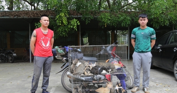 Hai đối tượng trộm 36 con mèo trong đêm bị bắt giữ ở Vĩnh Phúc