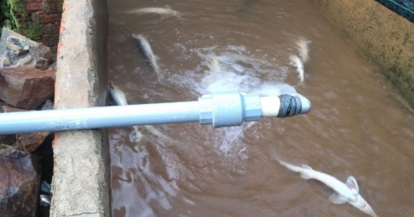 Lâm Đồng: Hồ cá Tầm hàng tỉ đồng nhiều lần bị đầu độc bằng thuốc trừ sâu