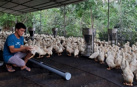 Ảnh hưởng từ dịch bệnh, người nuôi gia cầm tại Đồng Nai khổ sở vì... giá hạ thấp tận đáy