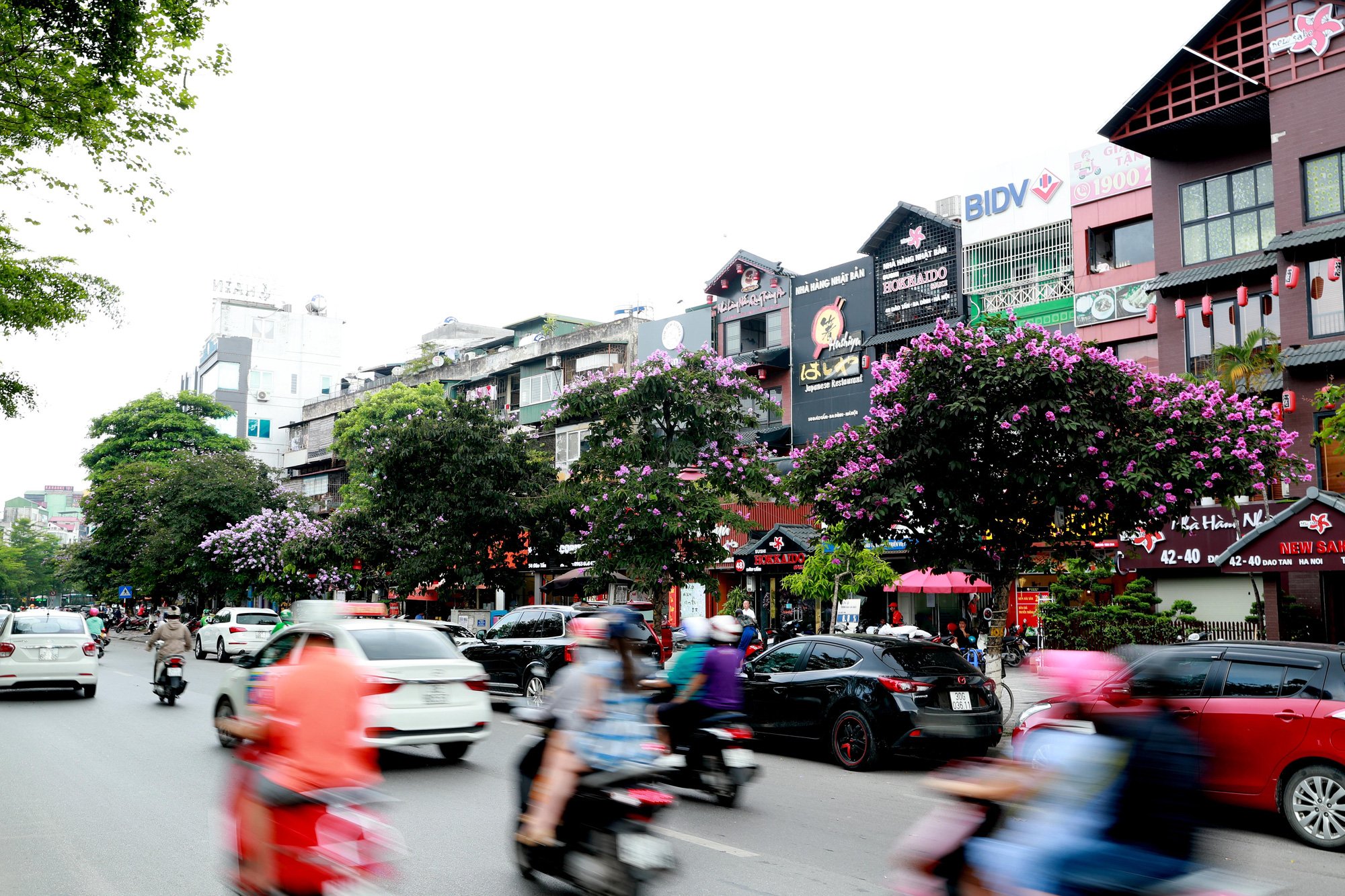 Ngắm bằng lăng khoe sắc rực rỡ đầu hè, rộn ràng từng góc phố - Ảnh 13.