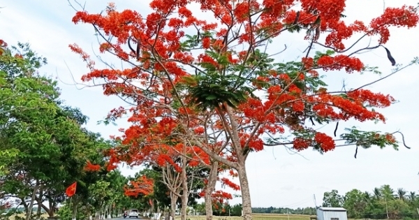 Tháng 5, phượng vĩ rực nở bên đường về Đền thờ Bác Hồ