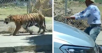 [Clip]: Bắt hổ xổng chuồng theo phong cách... Tây Ban Nha