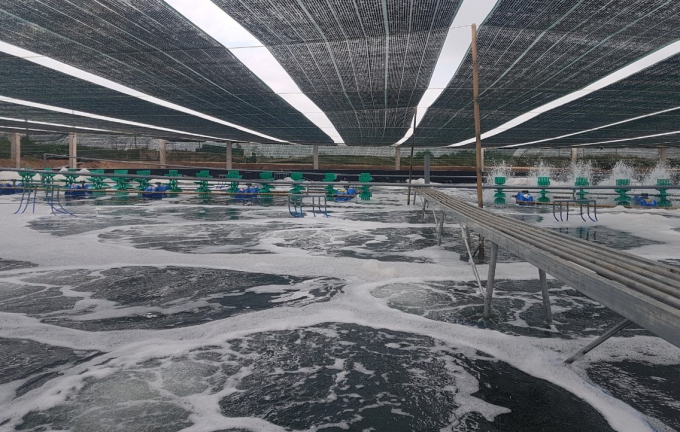 Nuoi tom cong nghe hien dai (3)