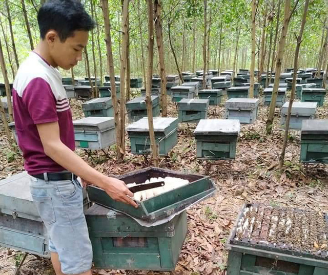 Hơn 200 đàn ong nuôi lấy mật đồng loạt chết, nghi bị kẻ xấu đầu độc