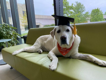 Moose - Chú chó 8 tuổi được trao bằng tiến sỹ