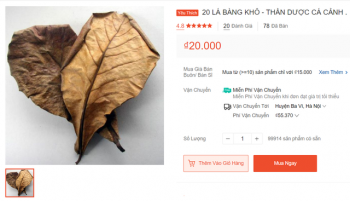 Lạ lùng: Lá bàng khô được rao bán 1.000 đồng mỗi lá trên sàn thương mại